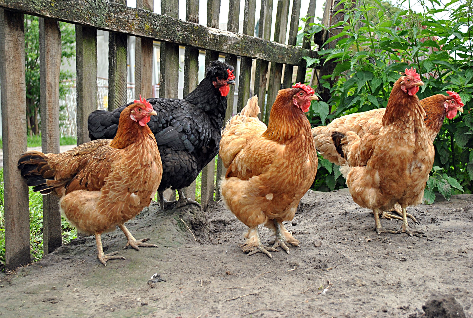 Backyard chickens