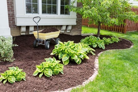 New plants in a garden patch