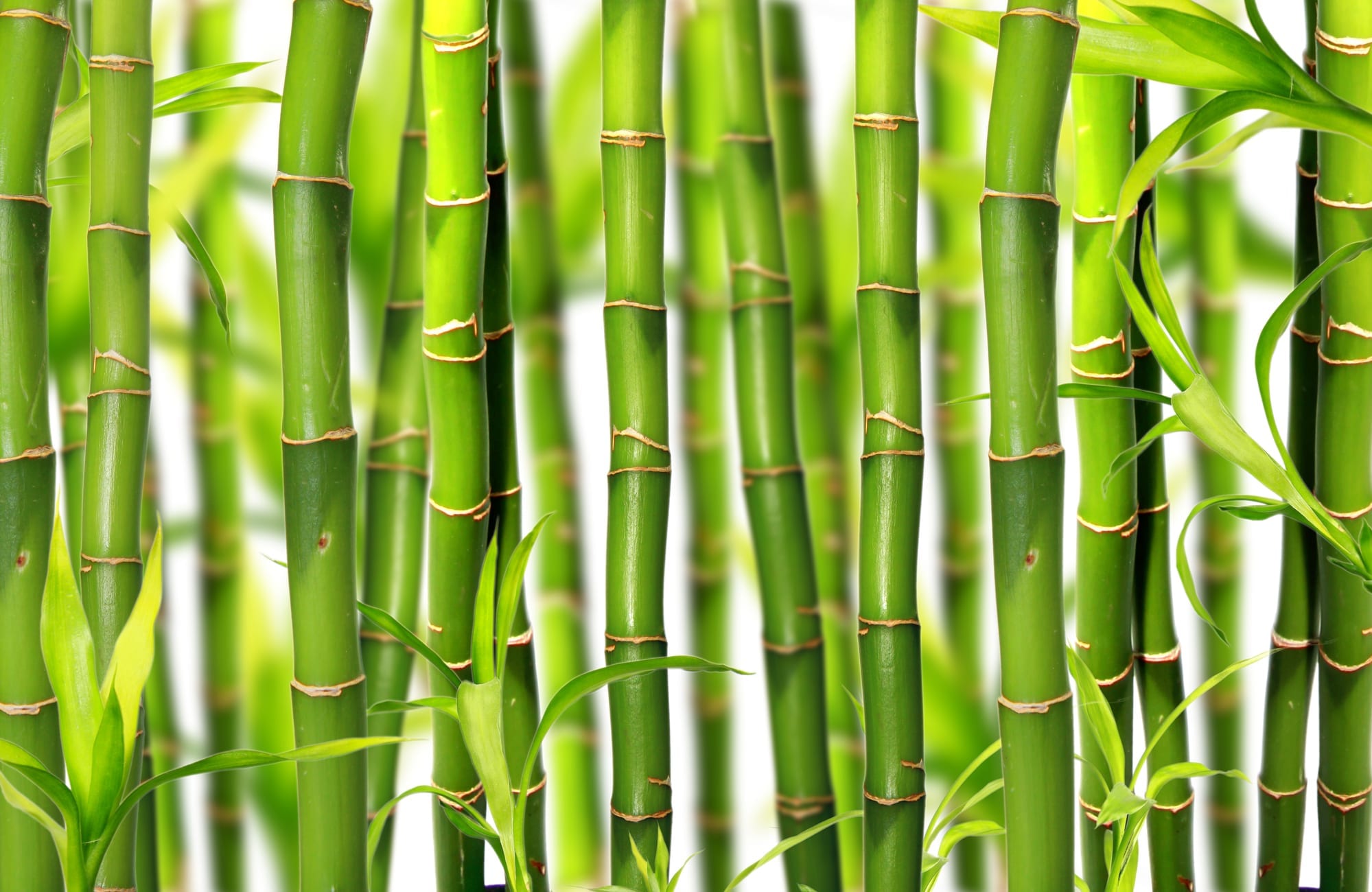 Close up of green bamboo