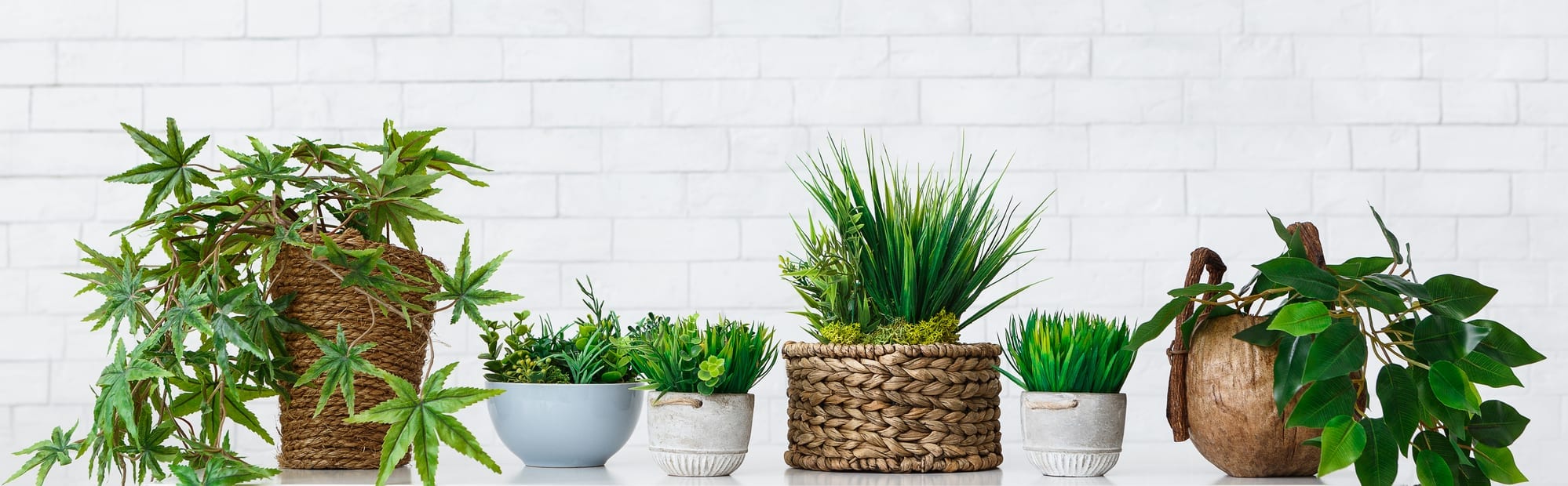Potted plants against a white background