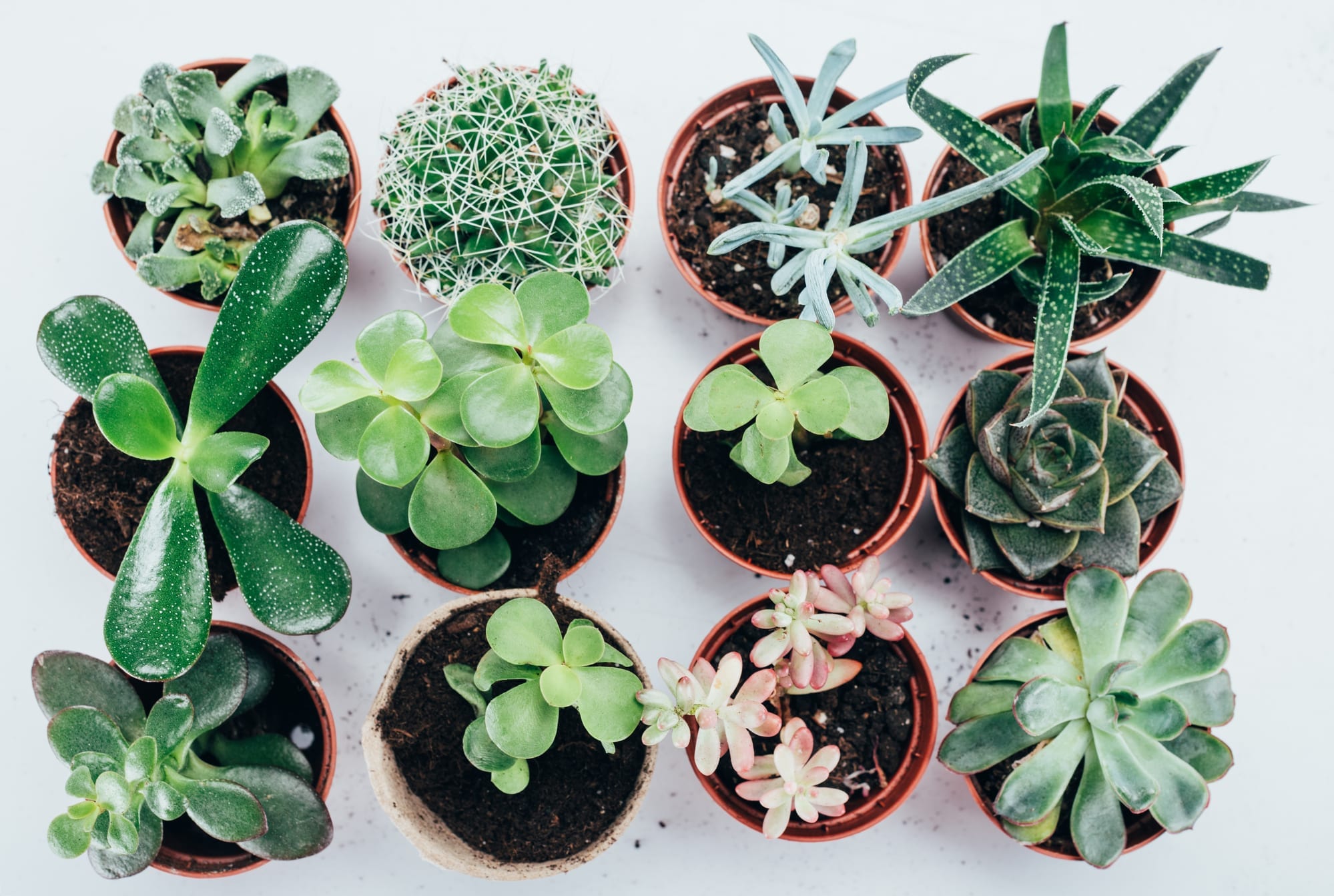 Small potted succulents