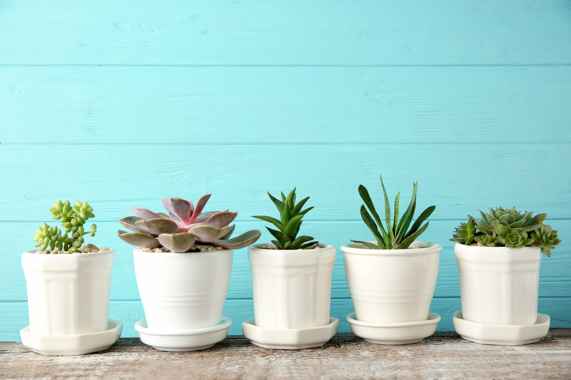 Potted plants against a blue wall