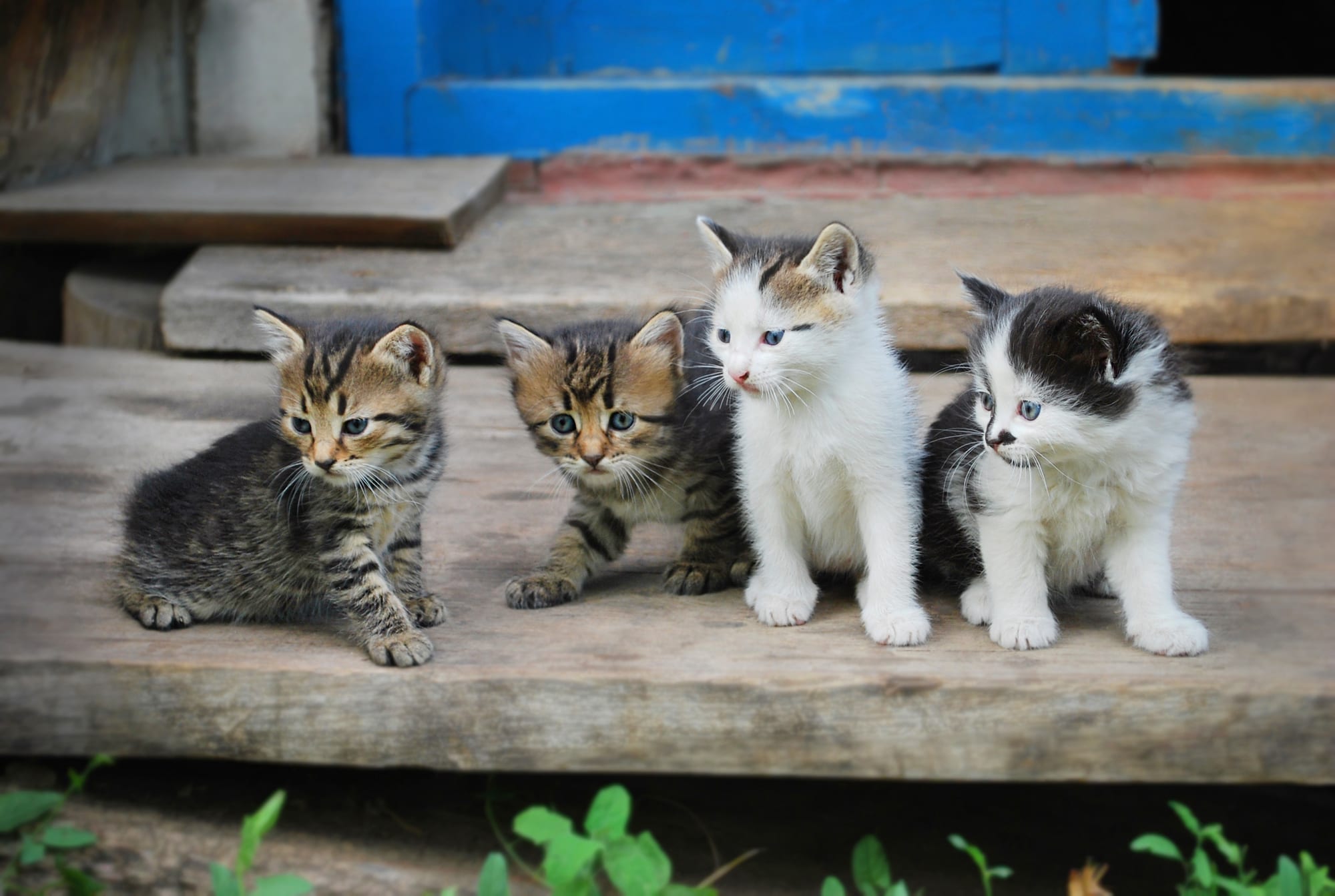 Kittens sitting on a step