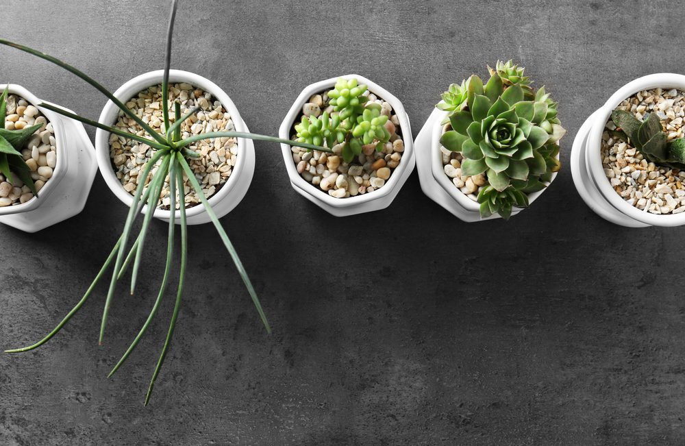 Container plants with stones