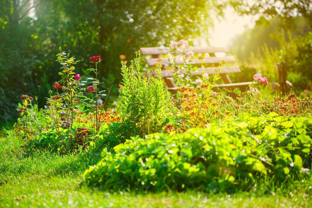 Beautiful flower garden