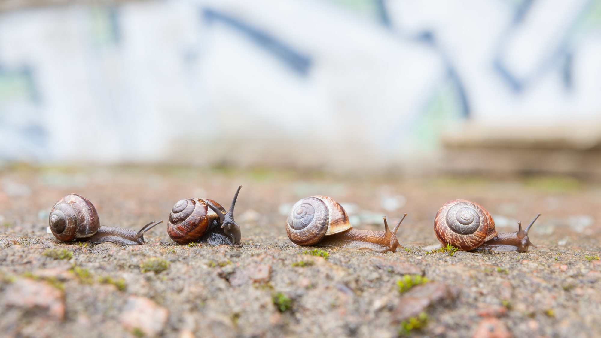 Snails moving over the ground