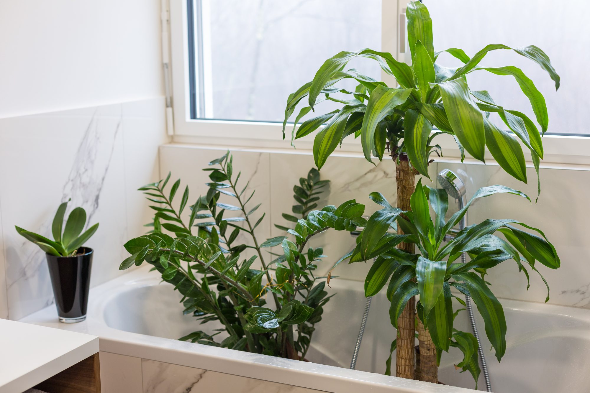Washing indoor plants