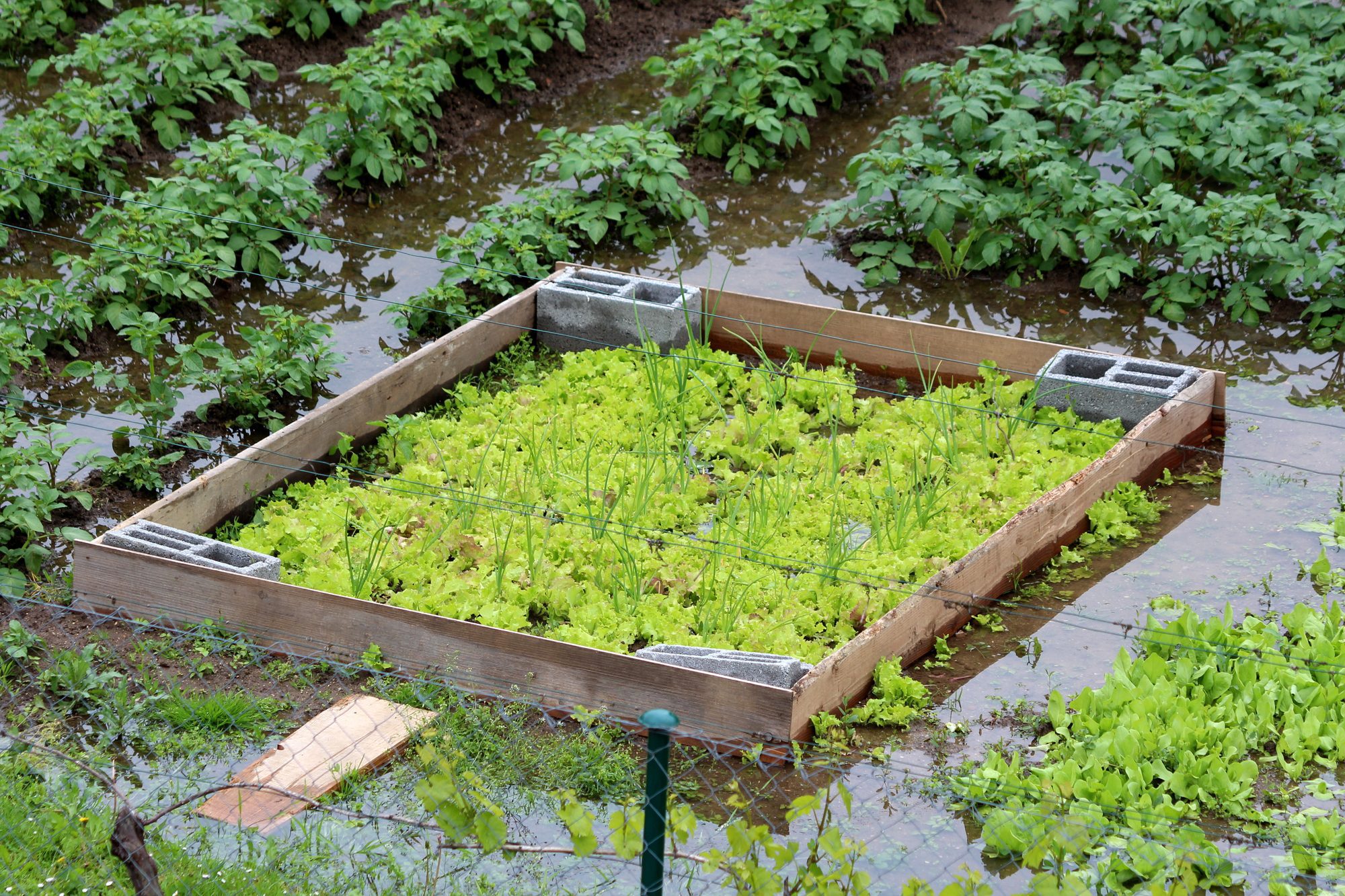 A flooded garden with raised beds