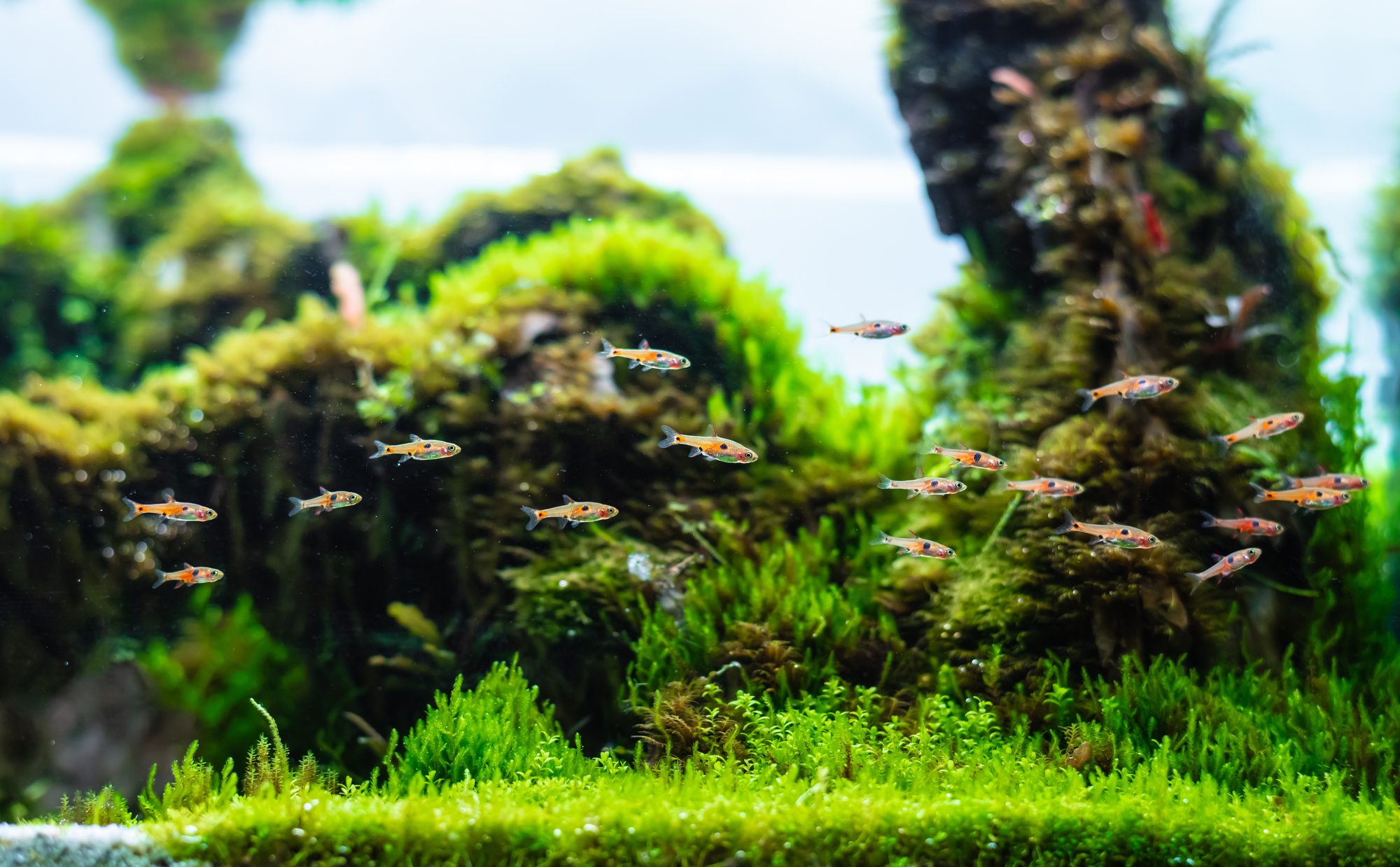 Small fish and plants in an aquarium
